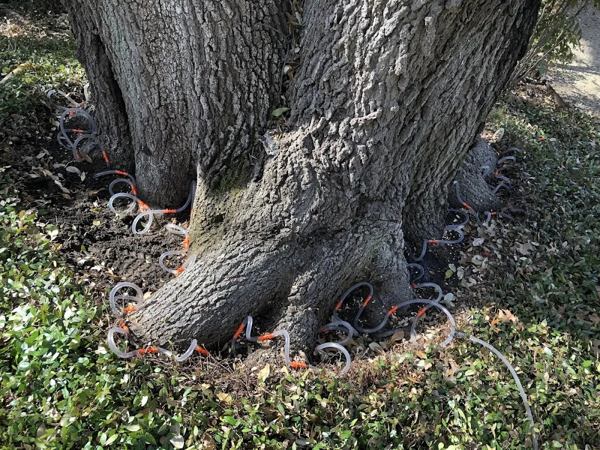 Detailed Tree Cabling and Bracing job site in Colt