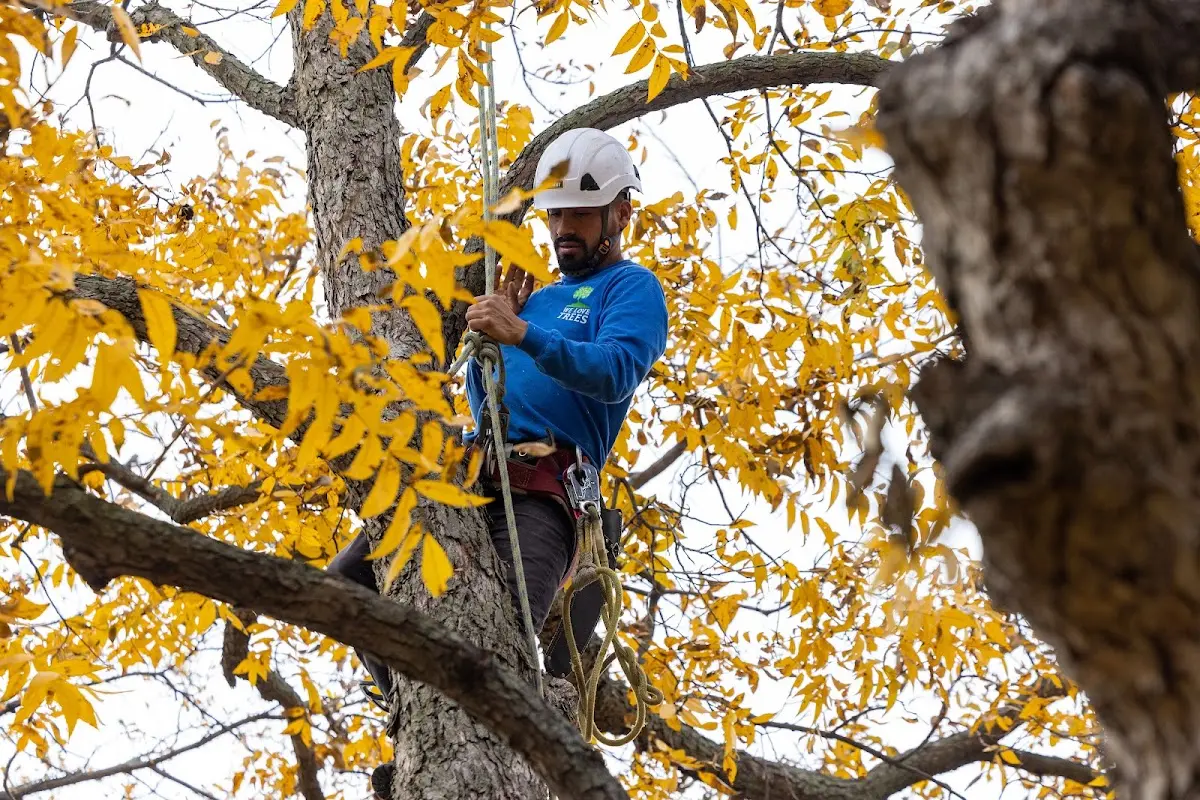 Skilled Tree Transplanting crew working in Colt