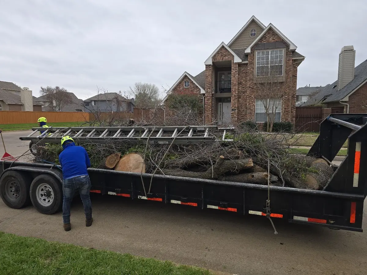 Expert Tree Removal with proper safety equipment in Colt